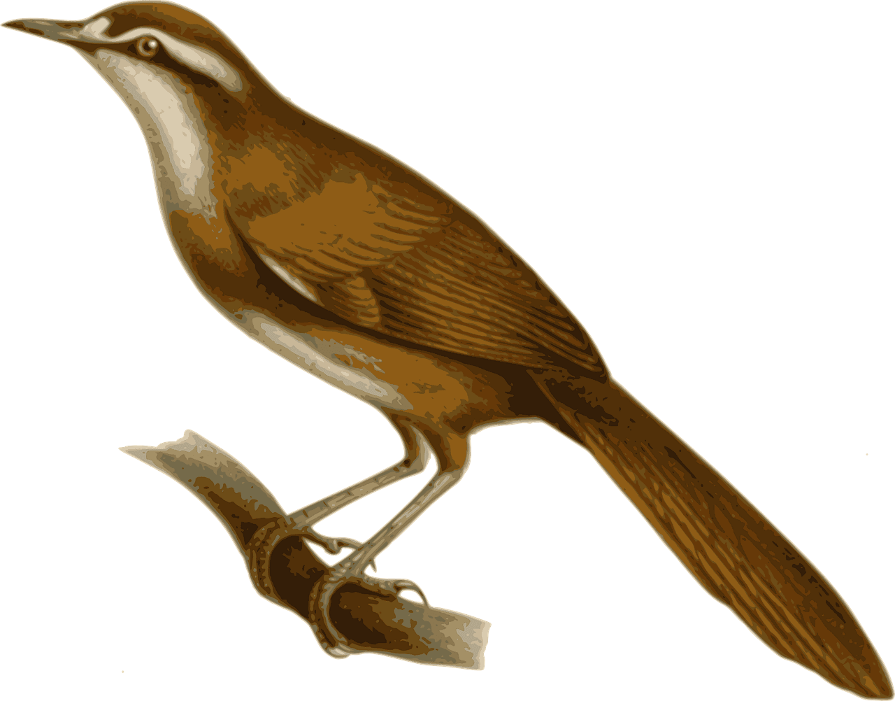 Bird